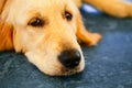 Lost Homeless Hungry Golden Labrador Retriever Dog Ã¢â¬â¹Ã¢â¬â¹Sleeping On Cold Floor